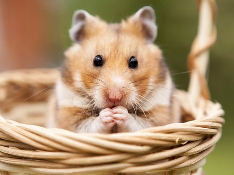 Haustiere, Hamster, Foto: asolo79/ fotolia.com