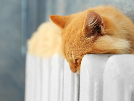 Heizkosten, Katze auf Heizung, Verjährungsfristen, Foto: Africa Studio/fotolia.com