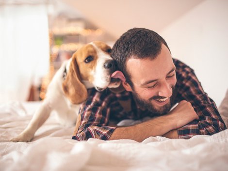 Haustiere, Beagle, Hund, Foto: iStock/ AleksandarNakic