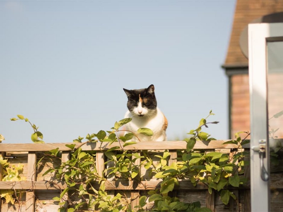 Was Hauseigentümer dulden müssen, Katze sitzt auf einem Grundstückszaun, Foto: stock.adobe.com/Olga