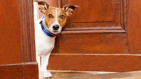 Hund guckt aus Fenster, Einbruchschutz, Wachhund, Foto: Javier brosch / stock.adobe.com