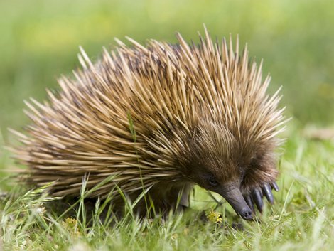 Haustiere, Ameisenigel, Igel, Foto: aussieanouk/ fotolia.com